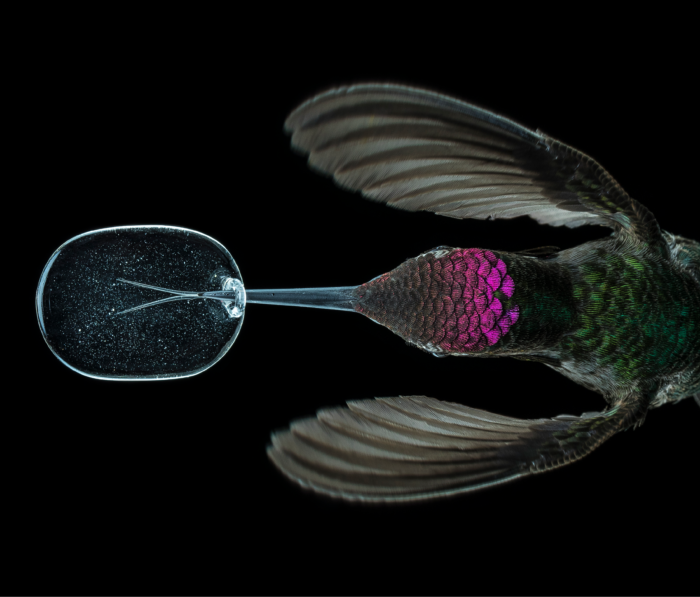 Exploring Nature’s Hidden Wonders: Beyond the Naked Eye with Photographer Anand Varma